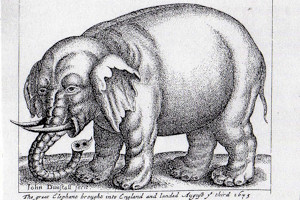 Elephant